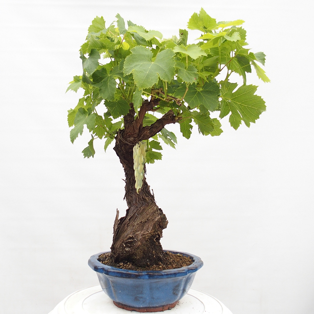 Venkovní bonsai - Vitis vinnifera MUSKAT ITALIA  - Vinná réva