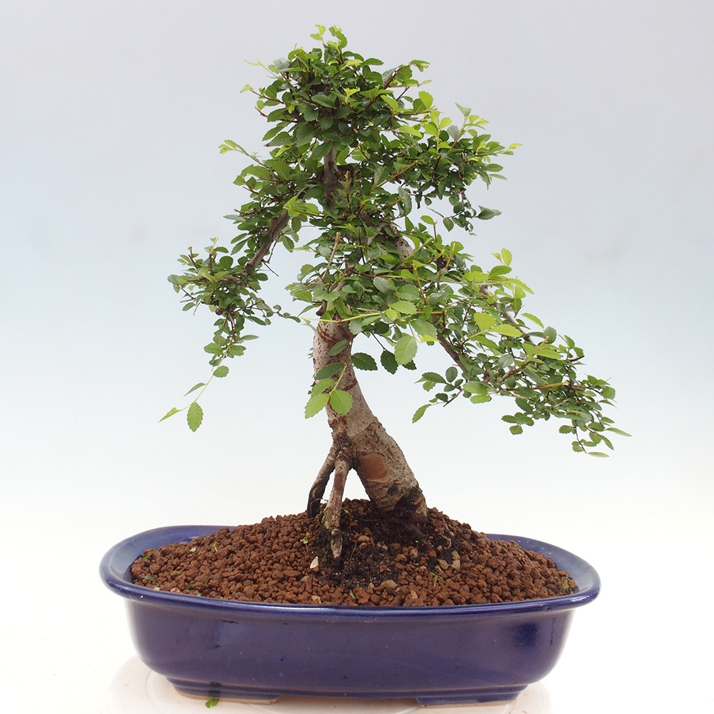Pokojová bonsai - Ulmus parvifolia - Malolistý jilm
