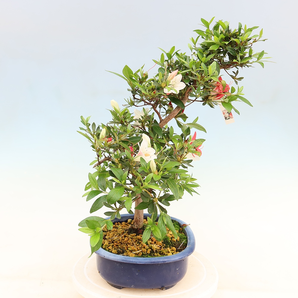 Venkovní bonsai - Japonská azalka - Azalea Senhime