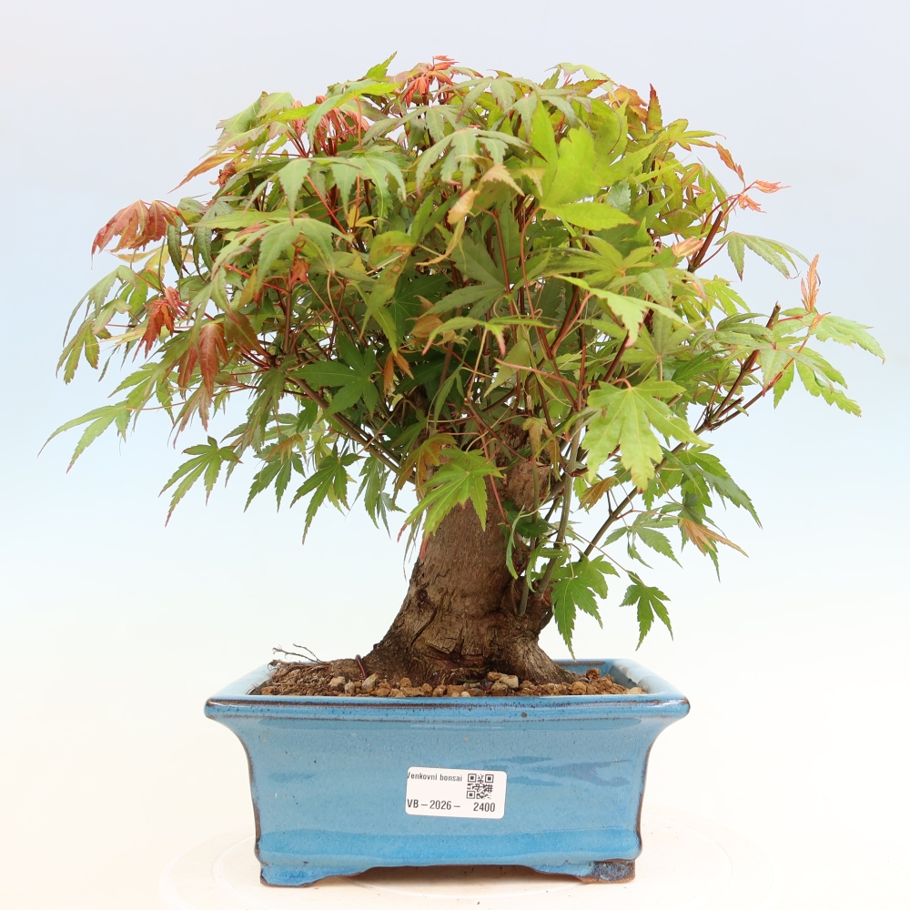 Venkovní bonsai - Javor Burgerův - Acer Burgerianum 