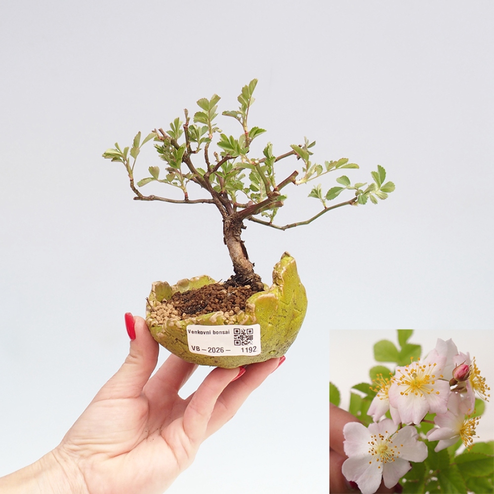 Venkovní bonsai - Rosa sp. - malokvětá růže