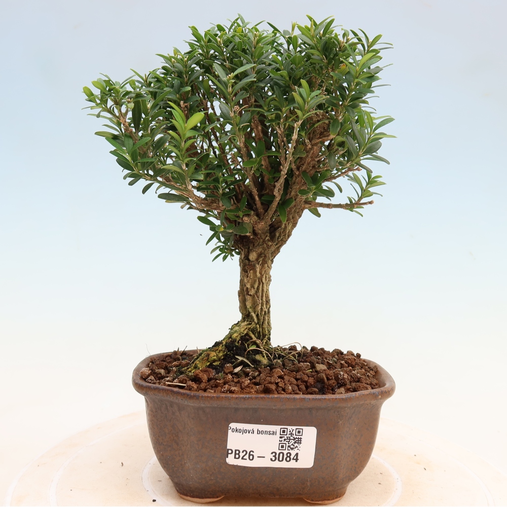 Pokojová bonsai - Buxus harlandii -korkový buxus