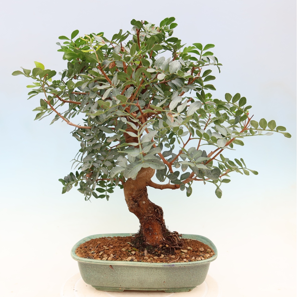 Pokojová bonsai - Pistacia Lentiscus - Pistácie