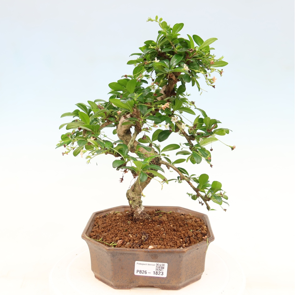 Pokojová bonsai - Carmona macrophylla - Čaj fuki