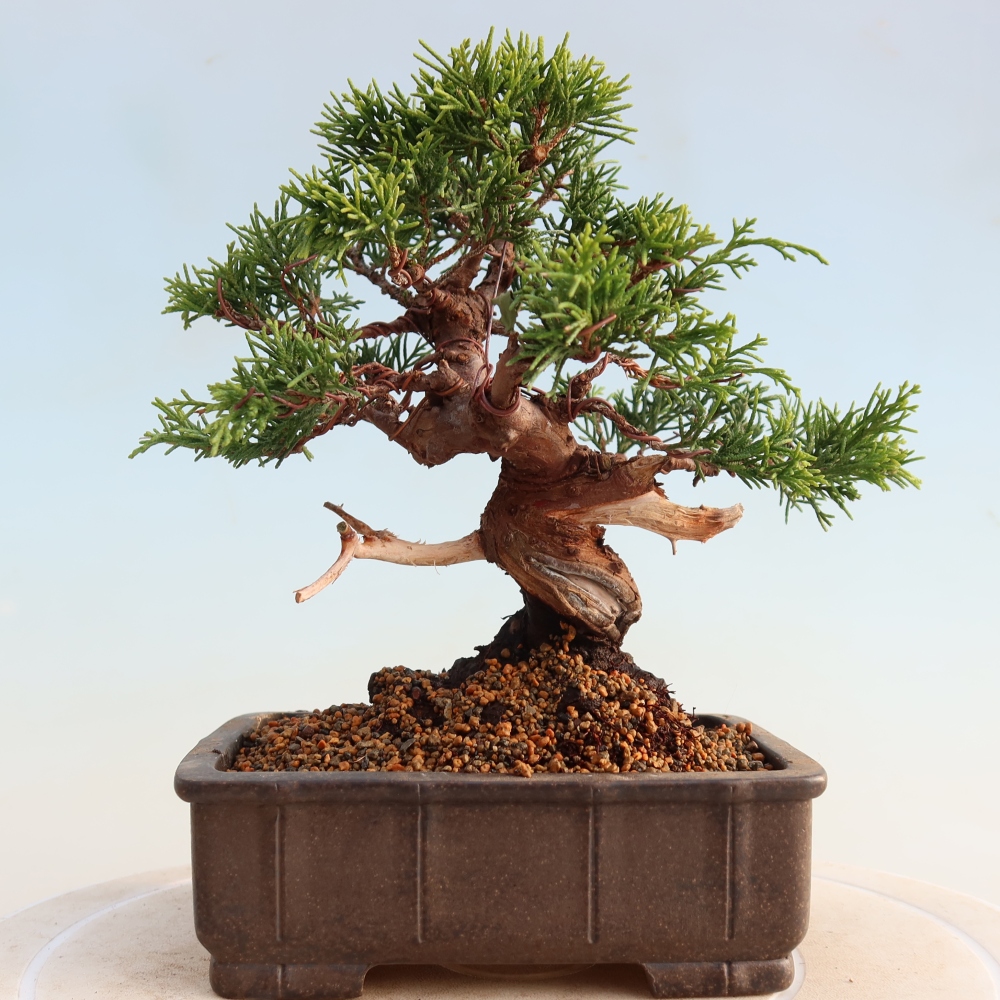 Venkovní bonsai - Juniperus chinensis Itoigawa -Jalovec čínský