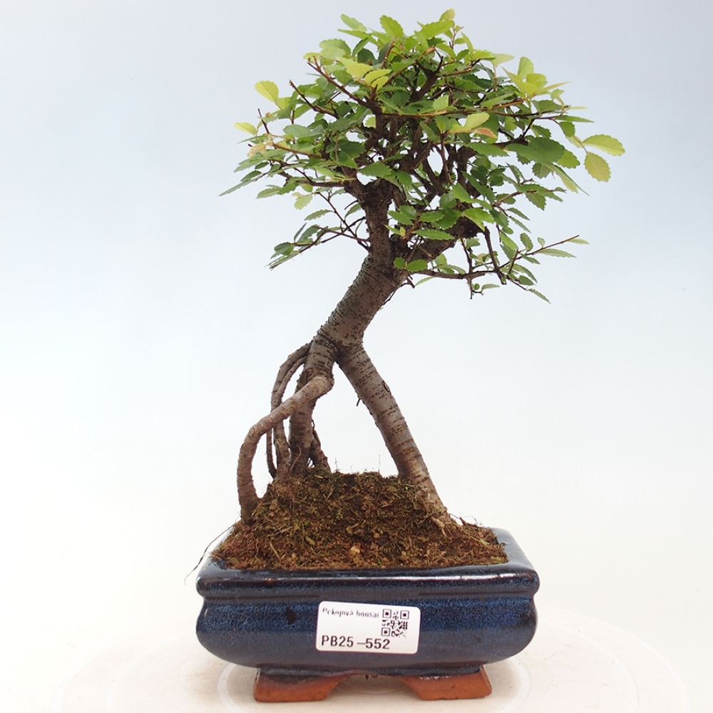 Pokojová bonsai - Ulmus parvifolia - Malolistý jilm