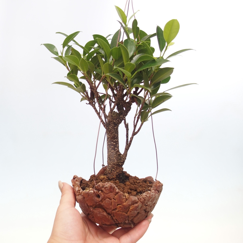 Kokedama v keramice - malolistý ficus - Ficus kimmen