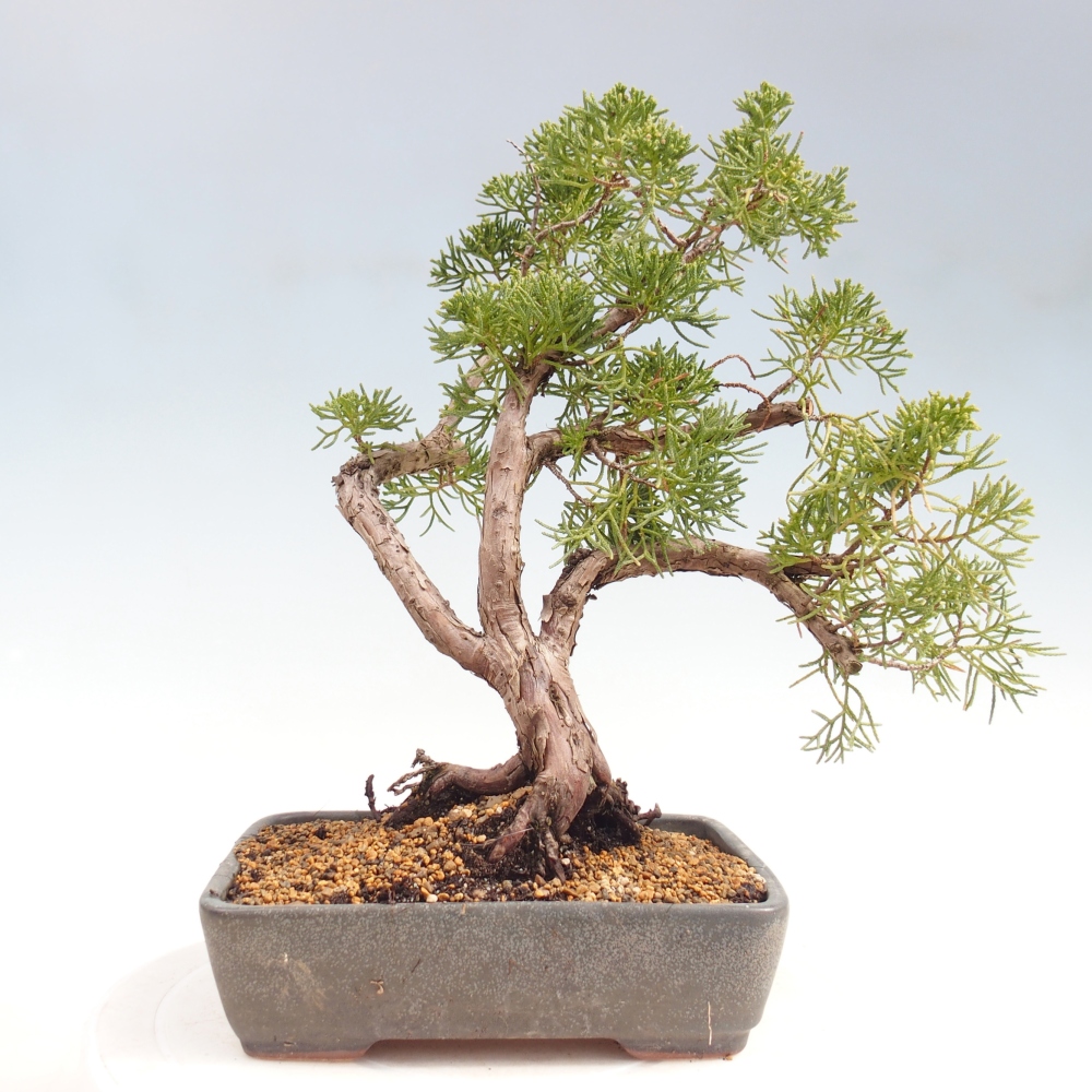 Venkovní bonsai - Juniperus chinensis Kishu -Jalovec čínský