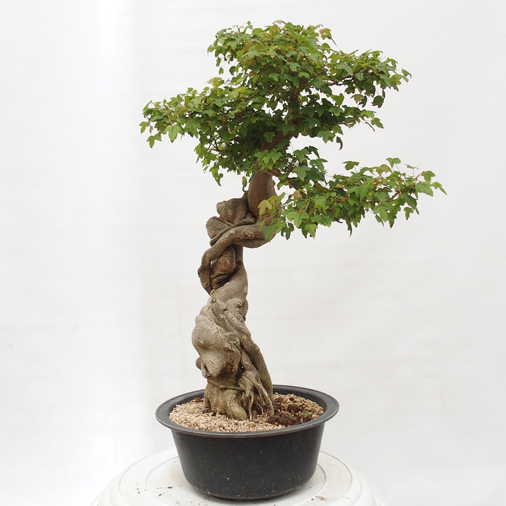 Venkovní bonsai - Acer Buergerianum - Javor Burgerův