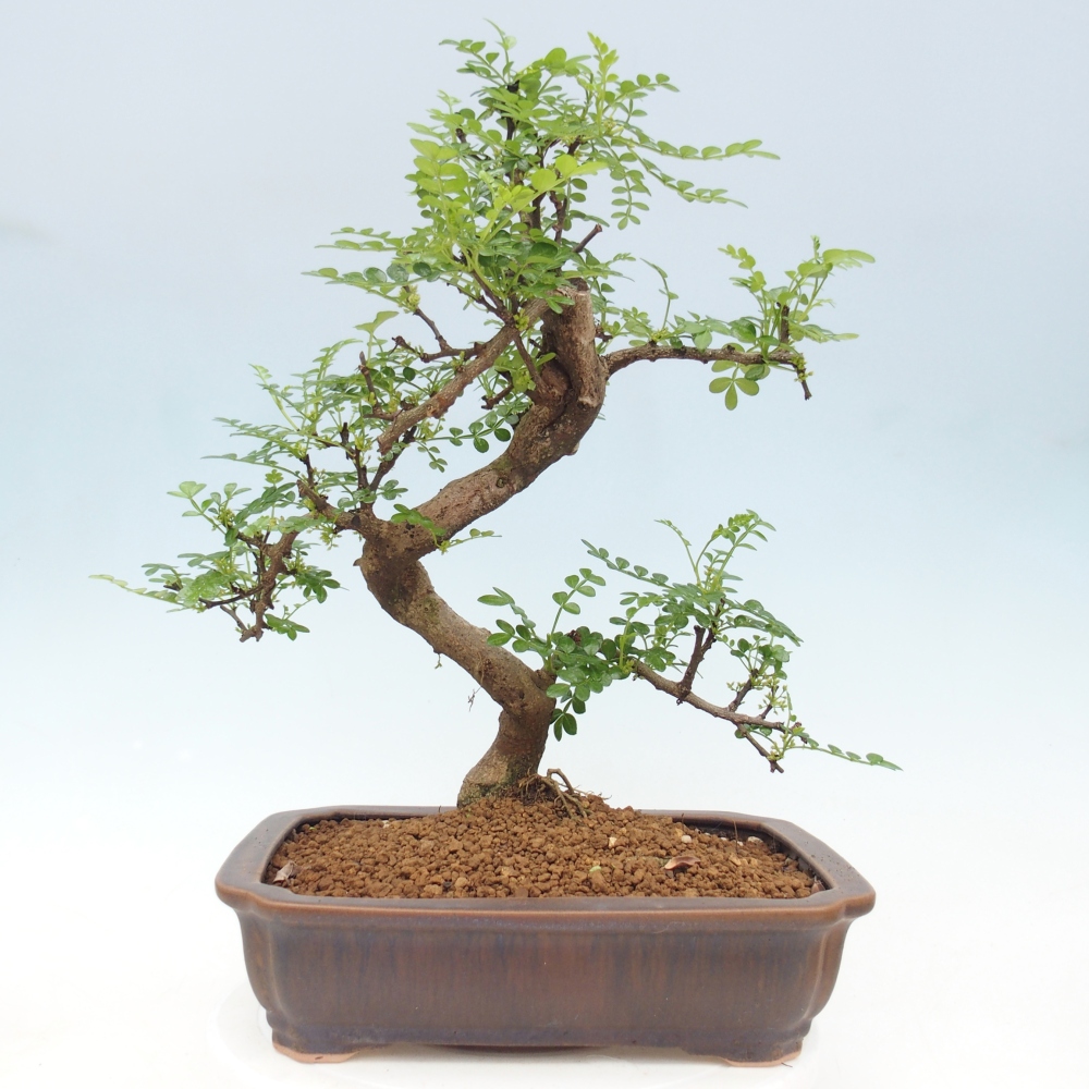 Pokojová bonsai - Zantoxylum piperitum - pepřovník