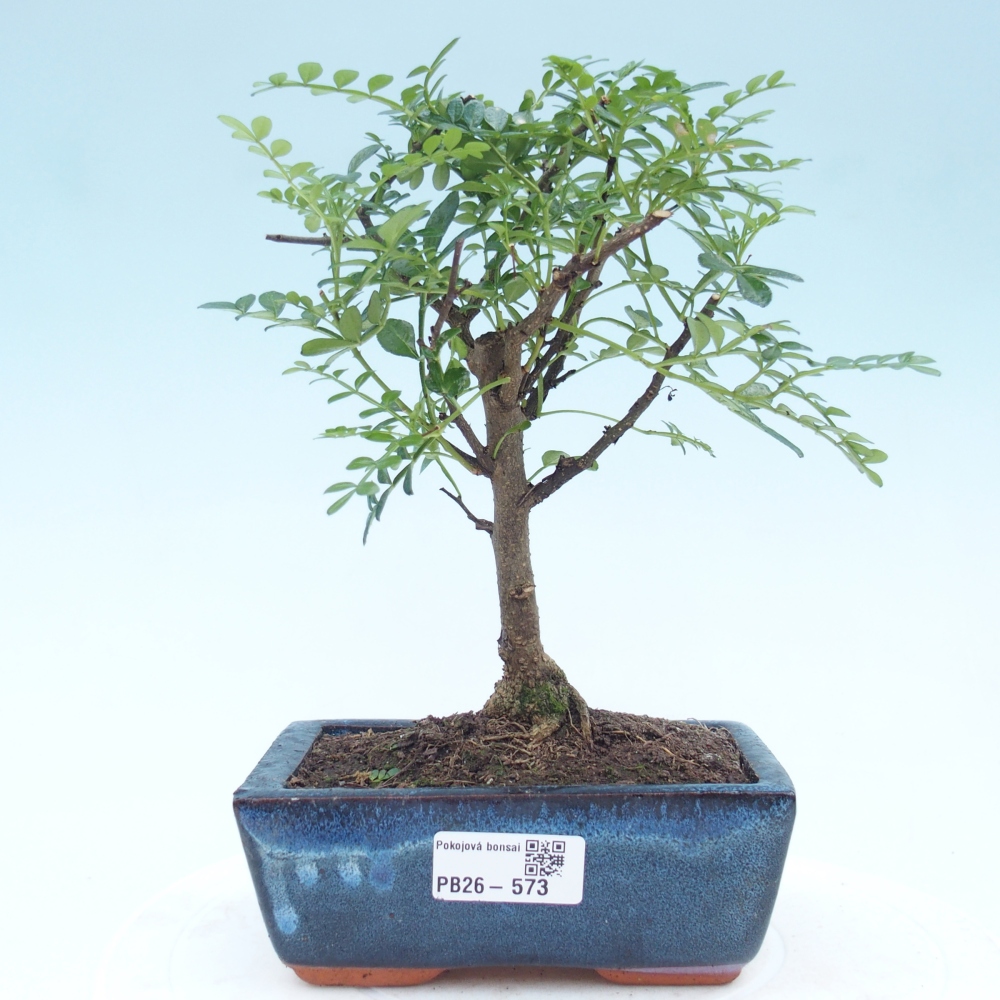 Pokojová bonsai - Zantoxylum piperitum - pepřovník