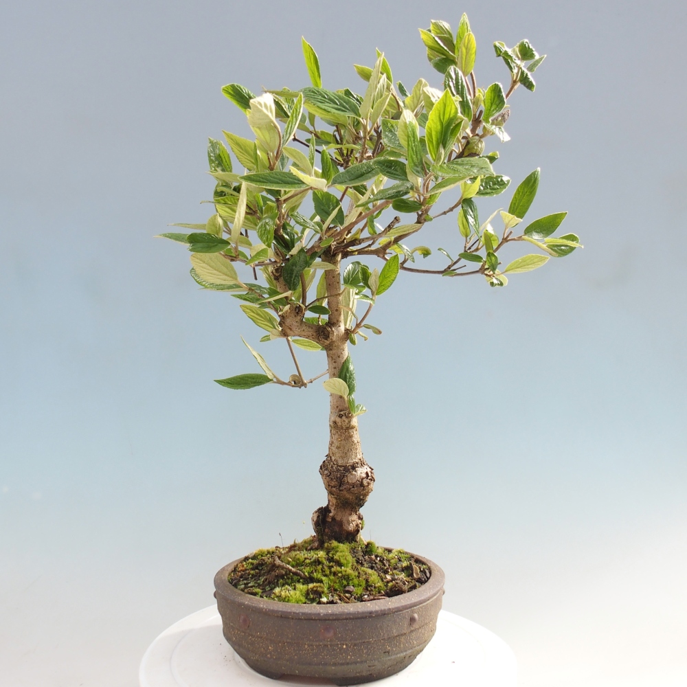Venkovní bonsai-Kalina Bodnanská - Viburum carlesii hemsi 