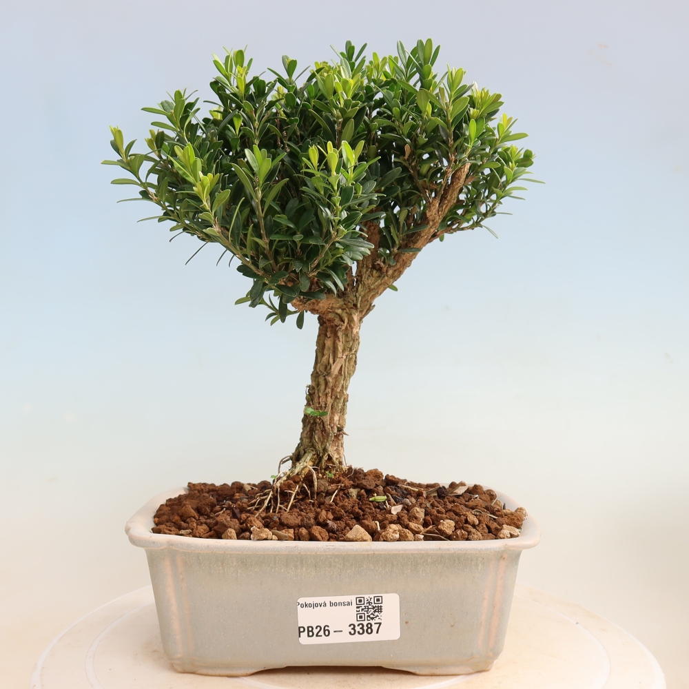 Pokojová bonsai - Buxus harlandii -korkový buxus