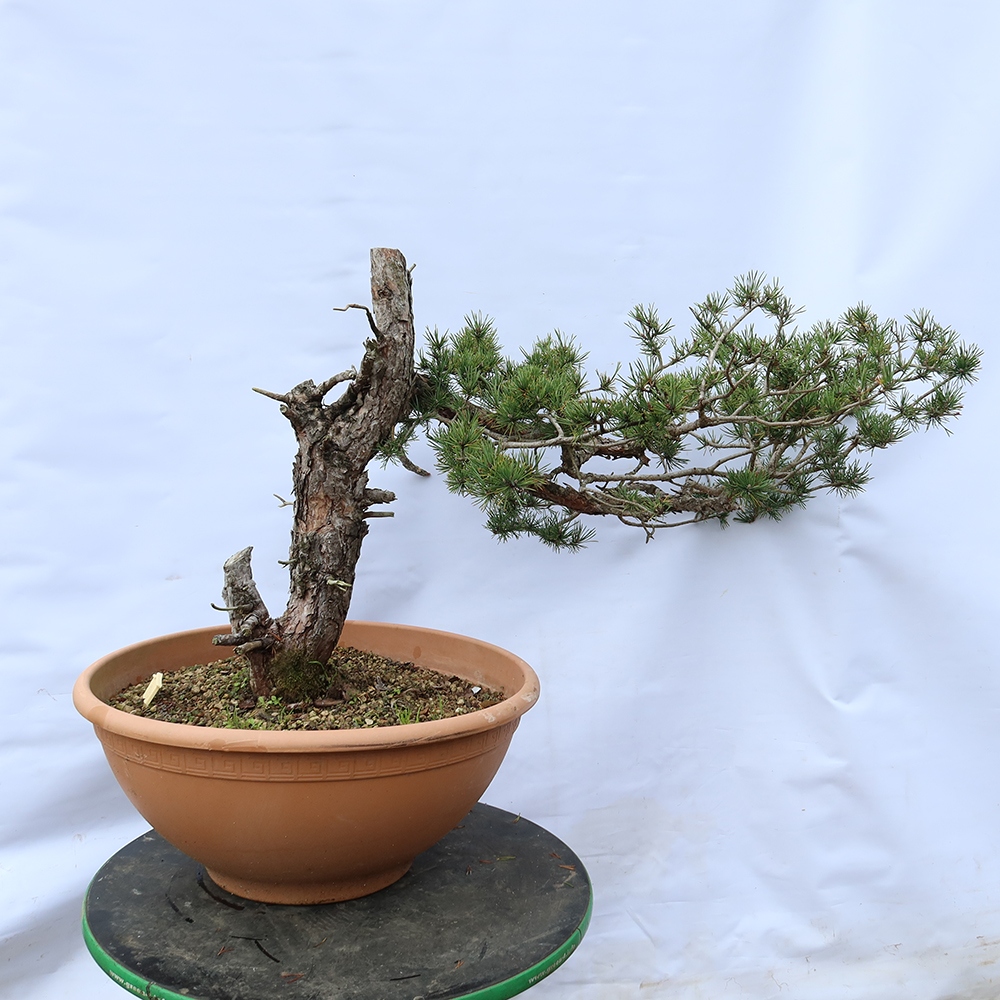 Pinus sylvestris Španělsko - borovice lesní