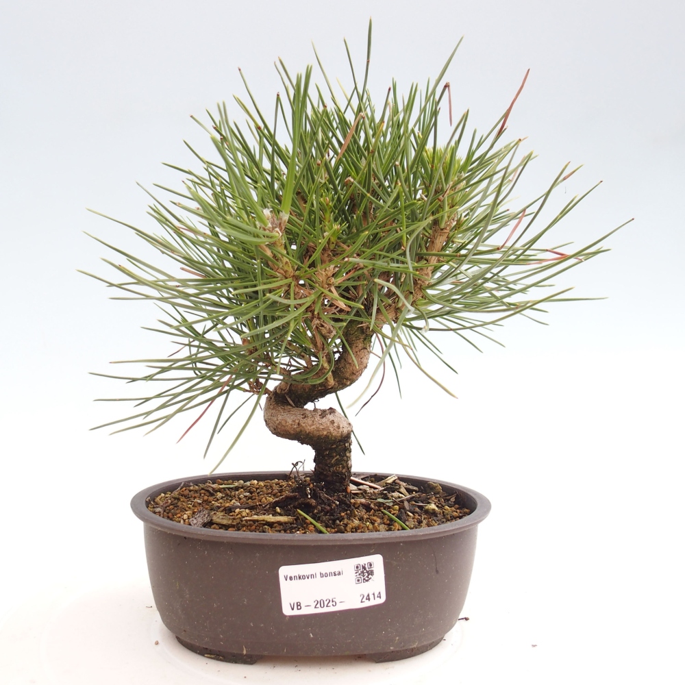 Venkovní bonsai - Pinus thunbergii - Borovice thunbergova