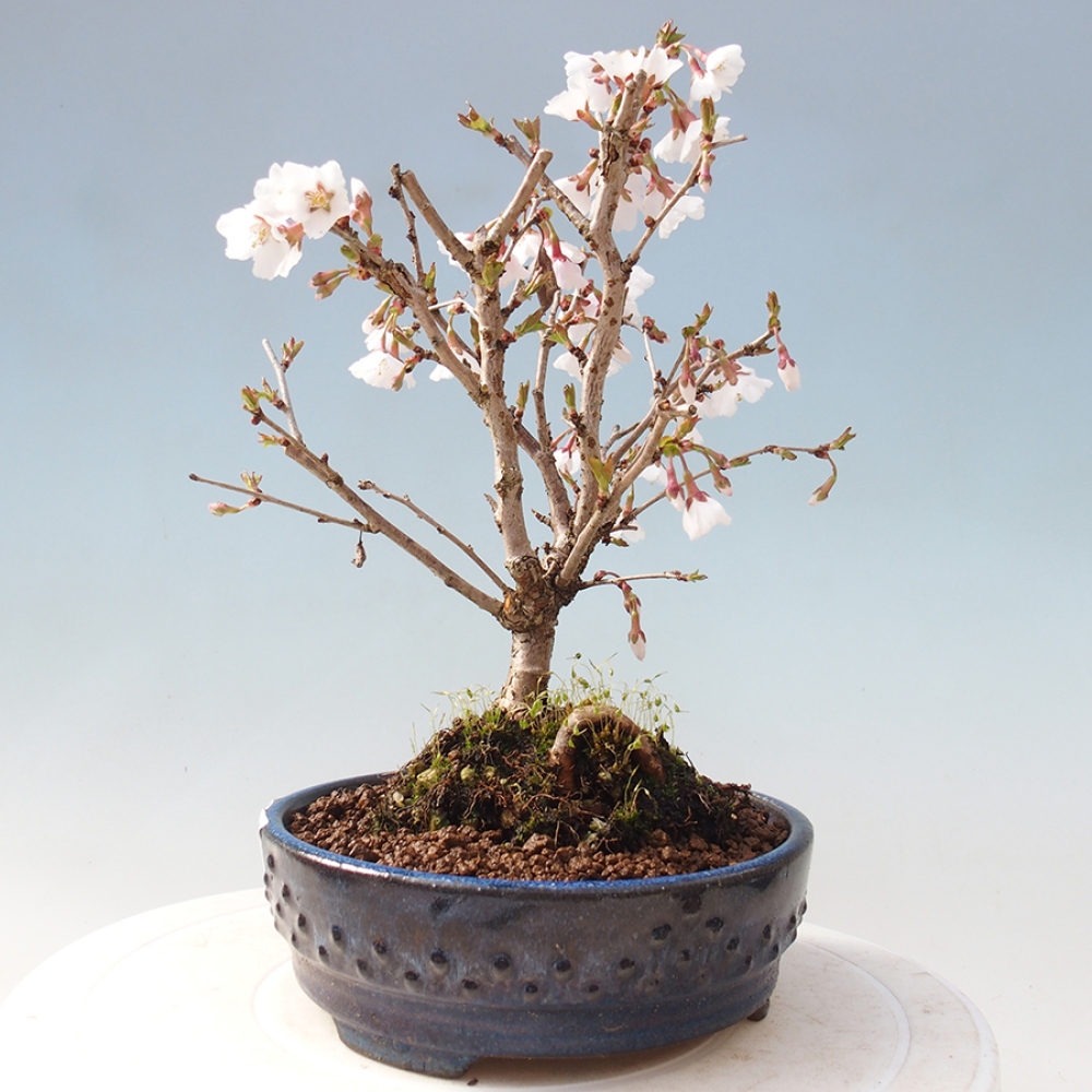 Venkovní bonsai - Prunus incisa Kojou-no mai-Slivoň vyříznutá