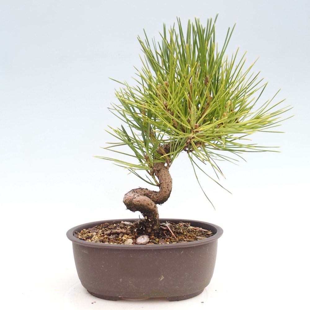 Venkovní bonsai - Pinus thunbergii - Borovice thunbergova