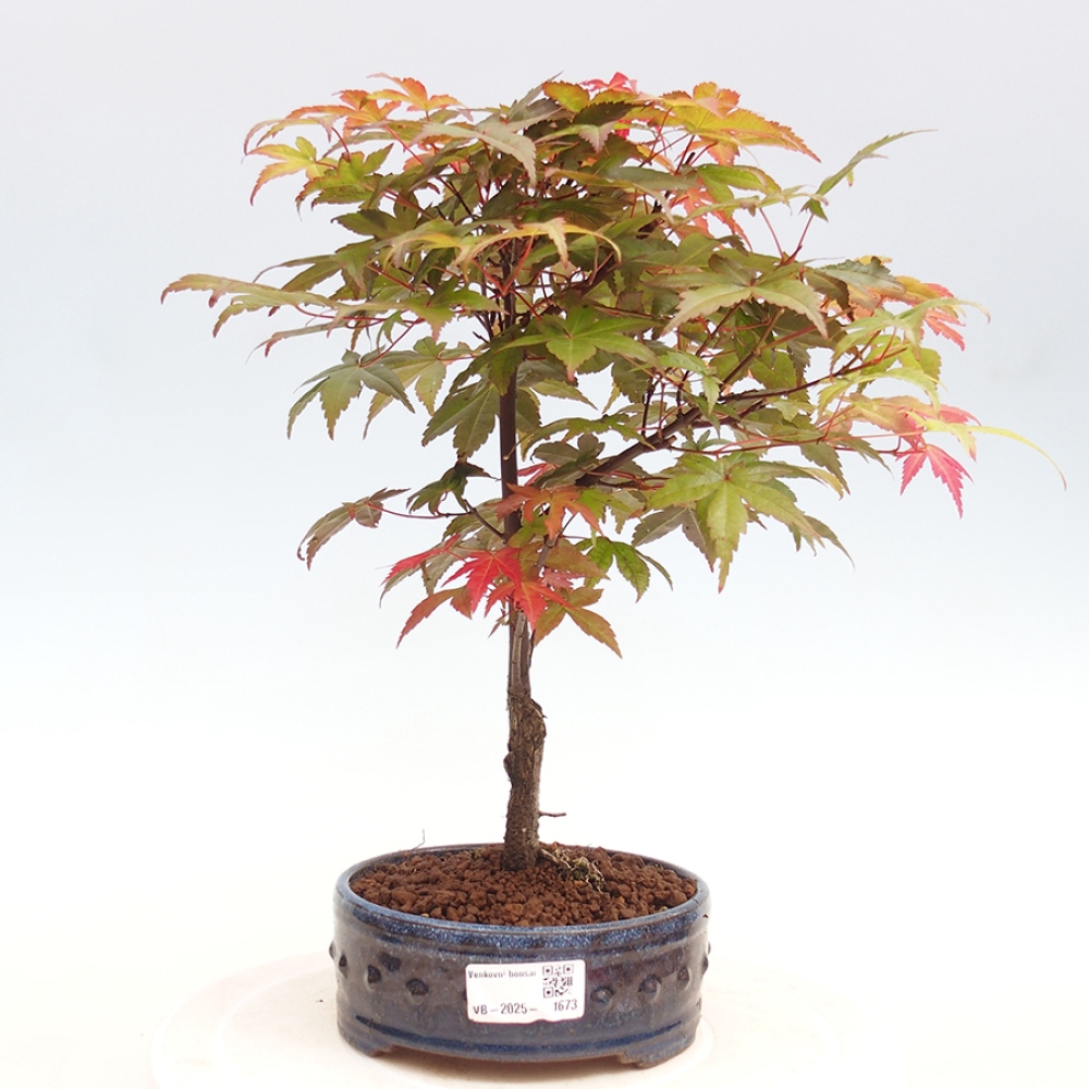 Venkovní bonsai - Javor dlanitolistý - Acer palmatum DESHOJO