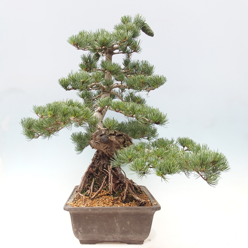 Venkovní bonsai - Pinus parviflora - Borovice drobnokvětá