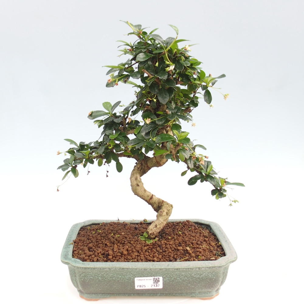 Pokojová bonsai - Carmona macrophylla - Čaj fuki