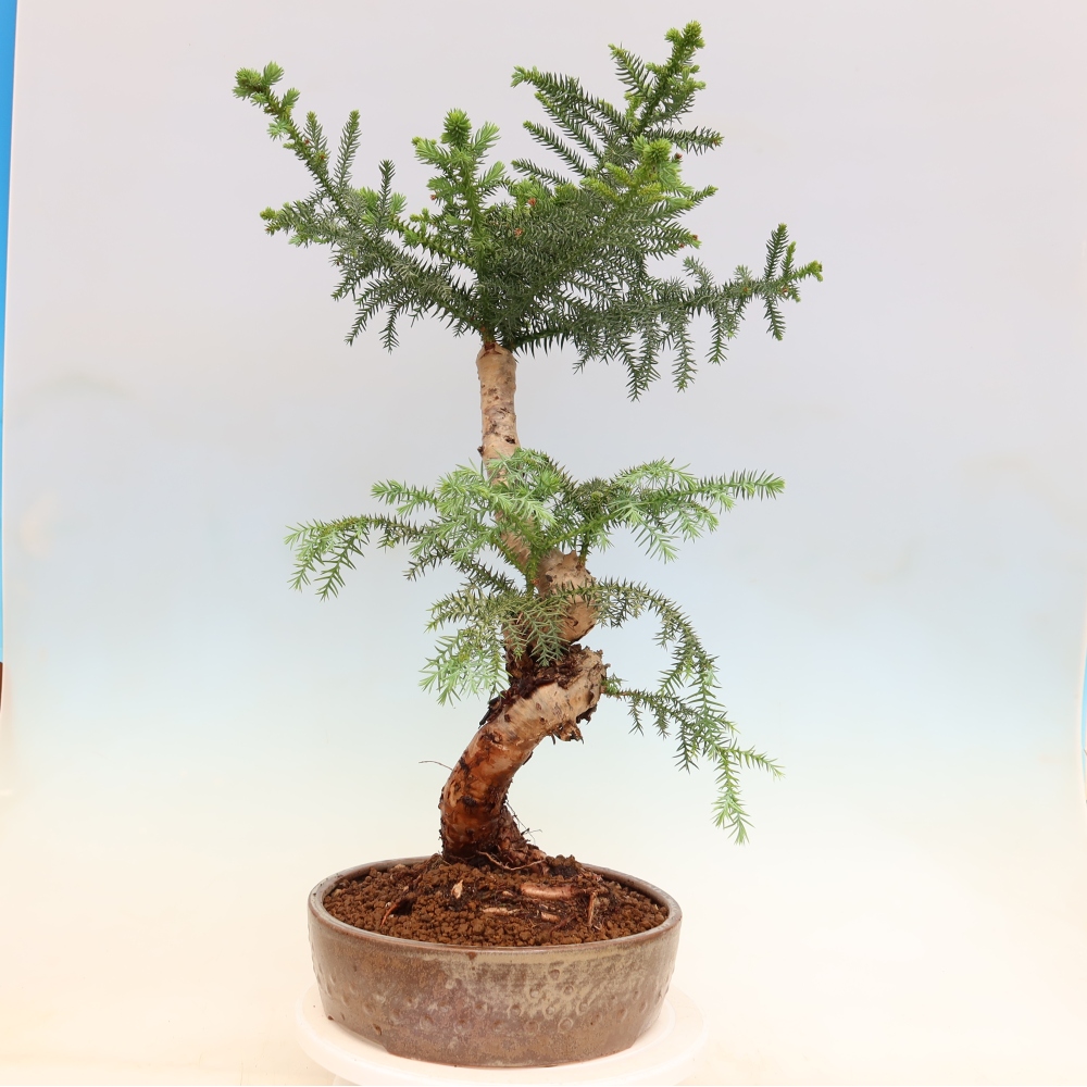 Pokojová bonsai - Araukarie - pokojový smrček