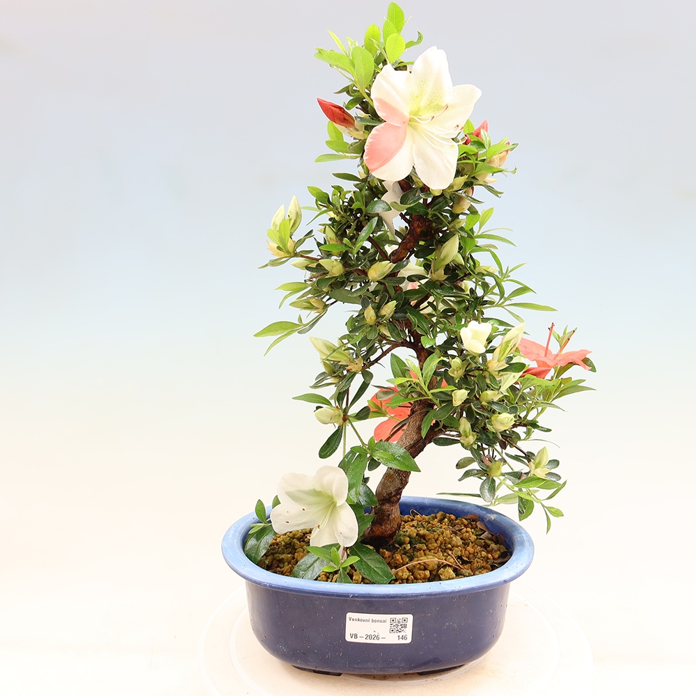 Venkovní bonsai - Japonská azalka - Azalea Asahi-no-izumi