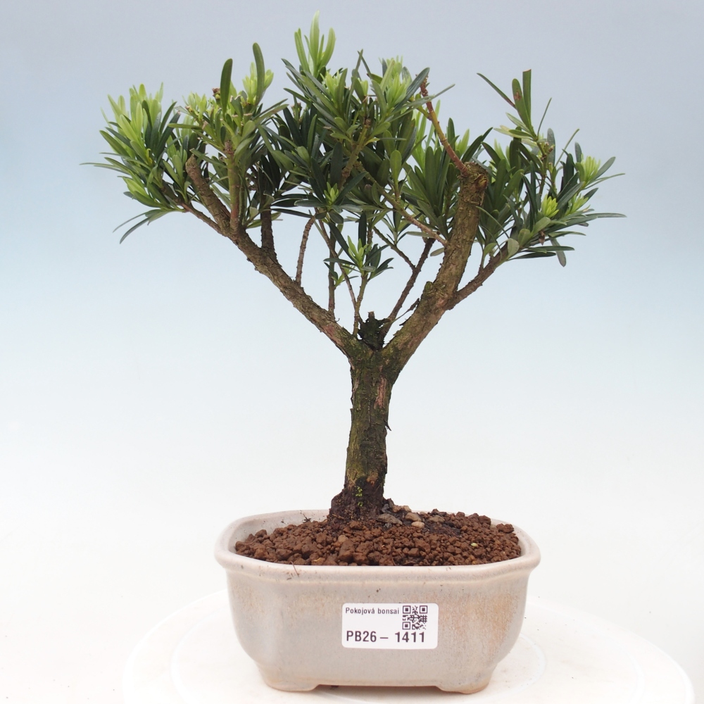 Pokojová bonsai - Podocarpus - Kamenný tis