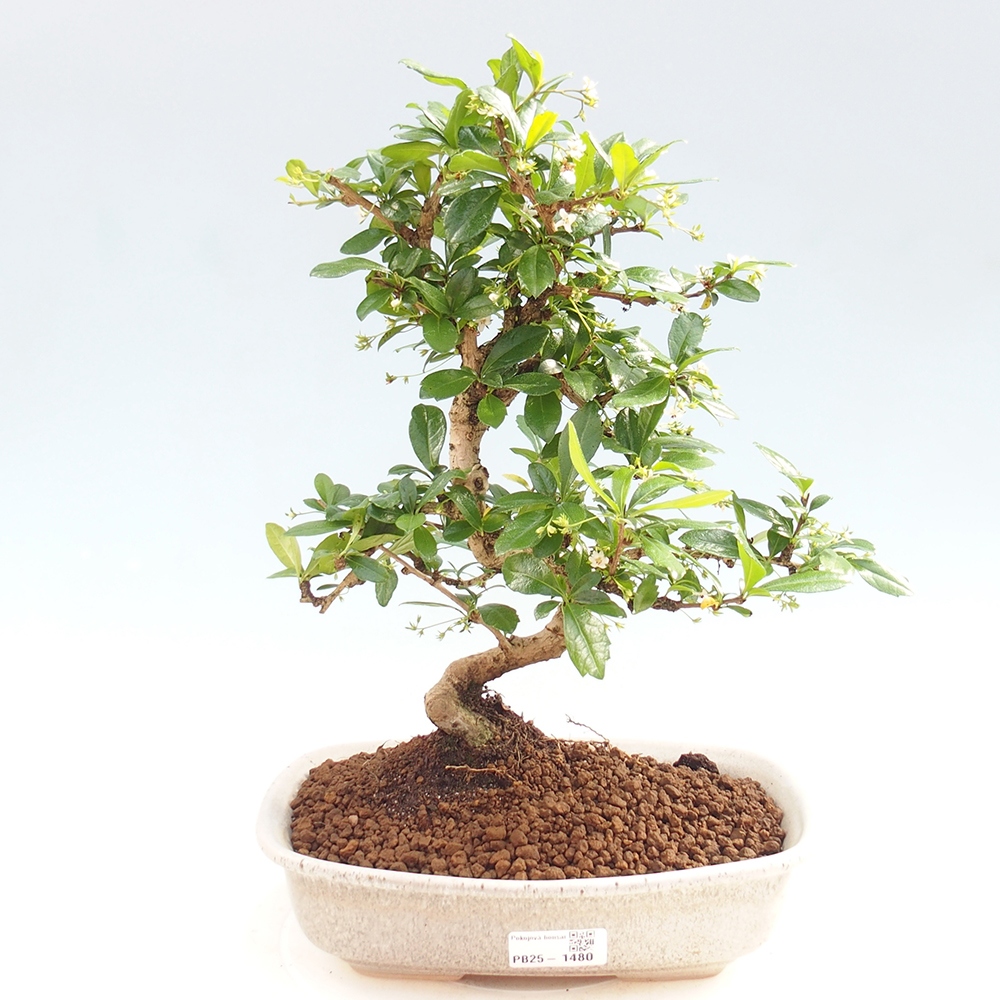 Pokojová bonsai - Carmona macrophylla - Čaj fuki