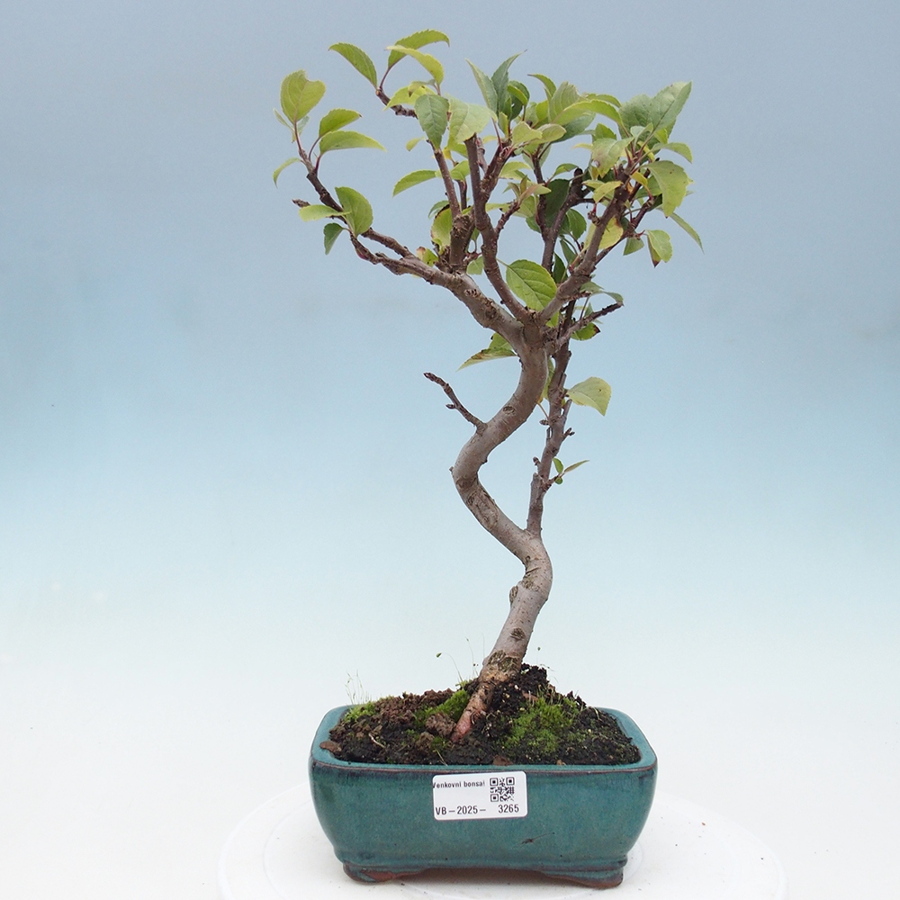 Venkovní bonsai -Malus halliana - Maloplodá jabloň