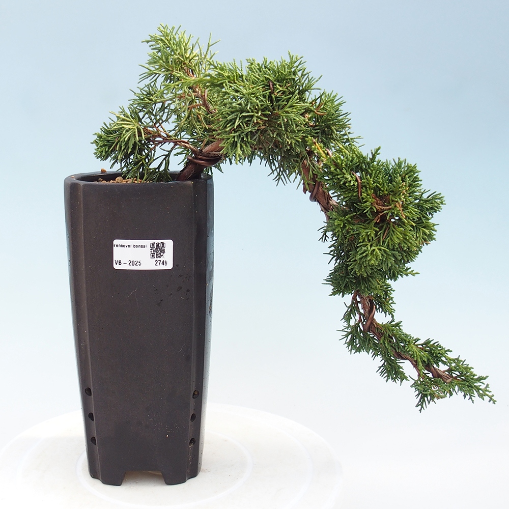Venkovní bonsai - Juniperus chinensis Kishu -Jalovec čínský