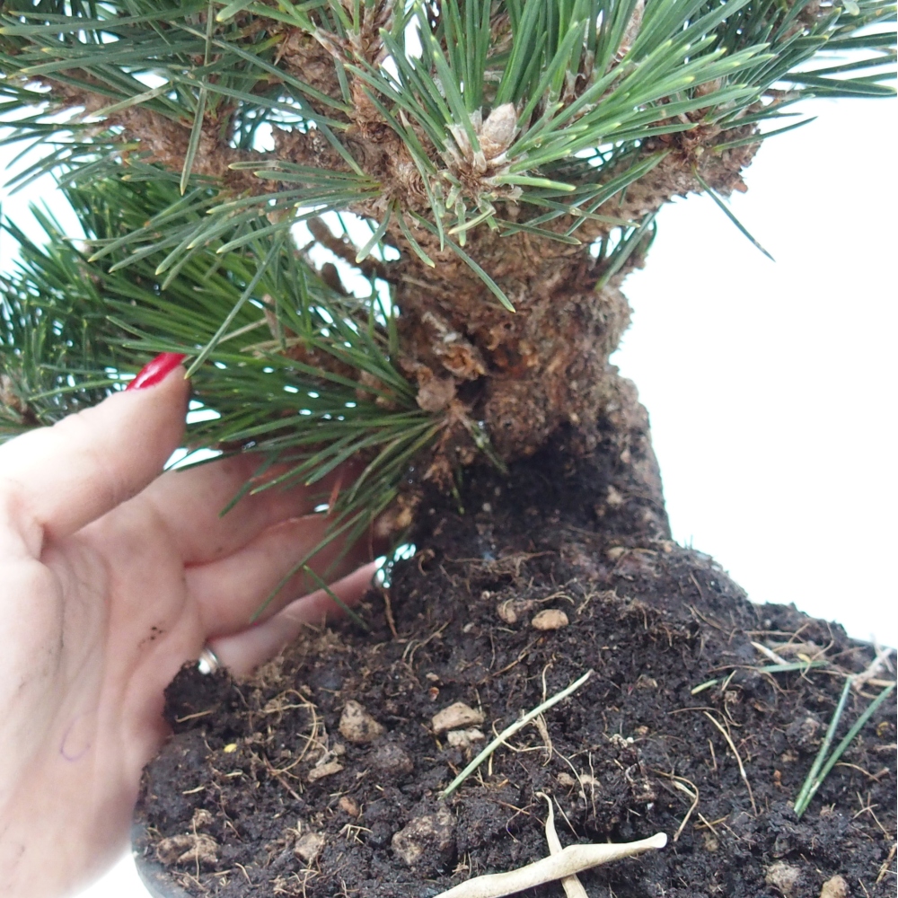 Venkovní bonsai - Pinus thunbergii senjyumaru - Borovice thunbergova