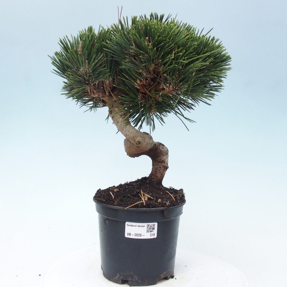 Venkovní bonsai - Pinus thunbergii senjyumaru - Borovice thunbergova