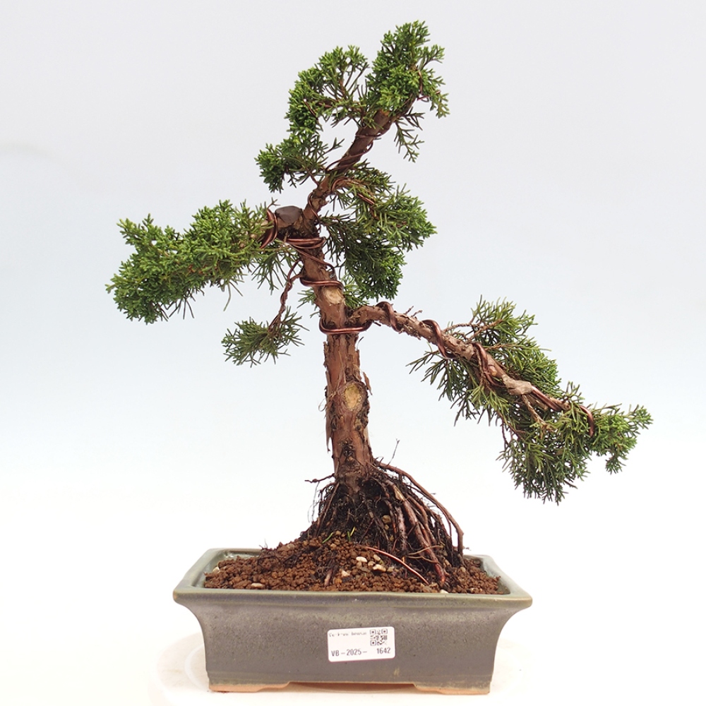 Venkovní bonsai - Juniperus chinensis Kishu -Jalovec čínský