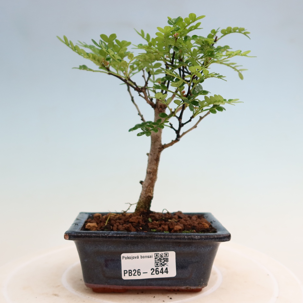 Pokojová bonsai - Zantoxylum piperitum - pepřovník