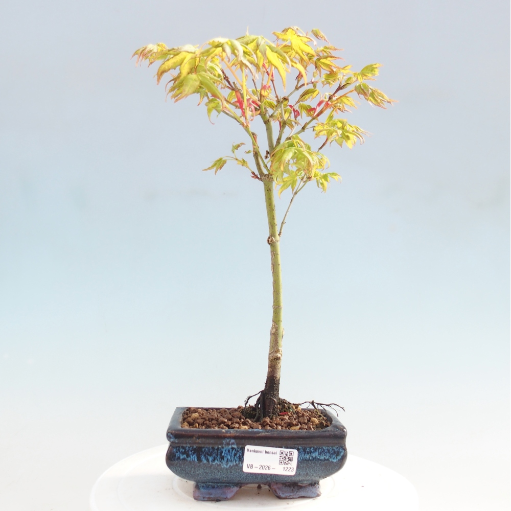 Acer palmatum Aureum - Javor dlanitolistý zlatý