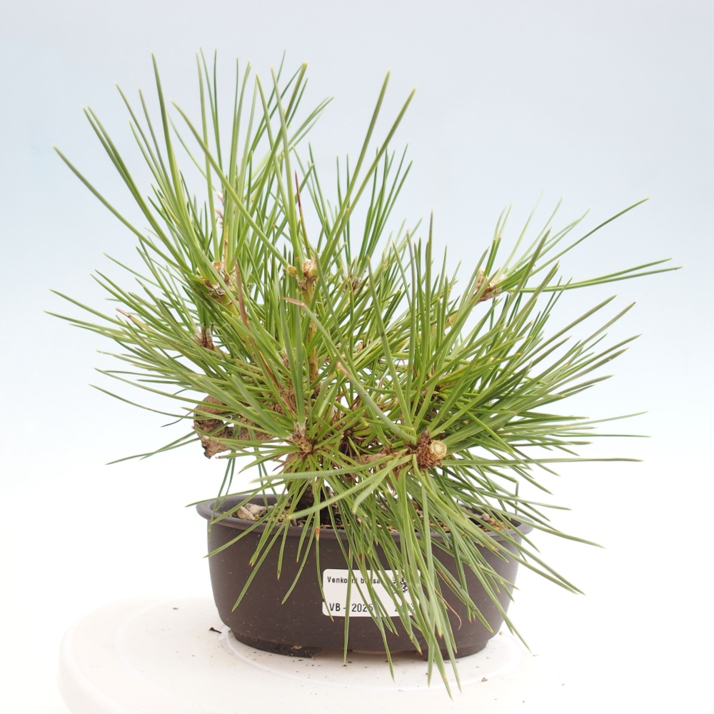 Venkovní bonsai - Pinus thunbergii - Borovice thunbergova
