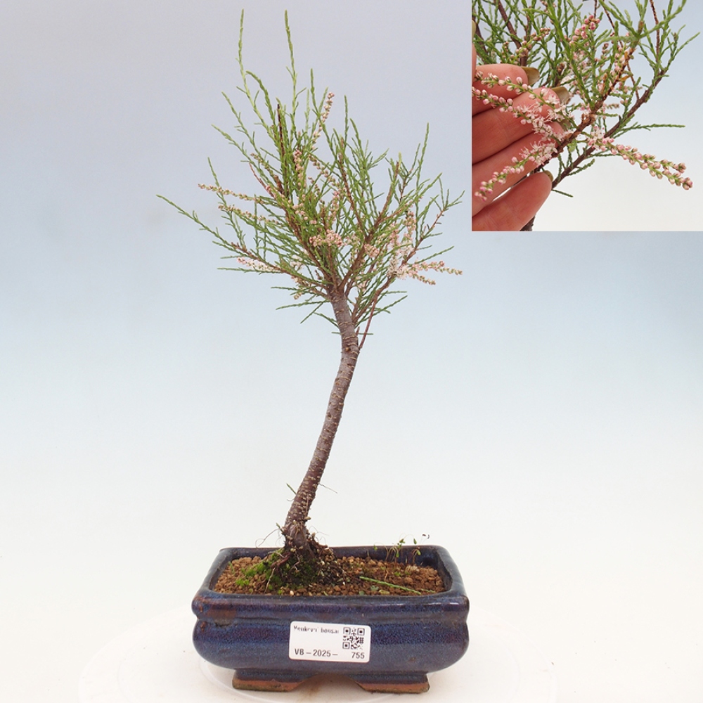 Venkovní bonsai - Tamaryšek - Tamarix