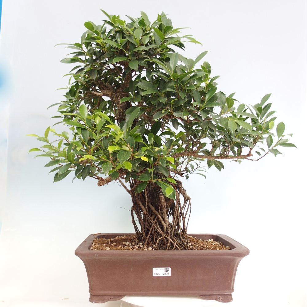 Pokojová bonsai - Ficus kimmen -  malolistý fíkus - POUZE OSOBNÍ ODBĚR nebo paletová přeprava