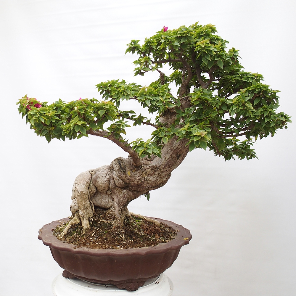 Pokojová bonsai - Bouganwilea