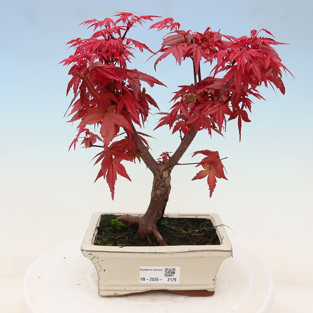 Venkovní bonsai - Javor dlanitolistý - Acer palmatum DESHOJO