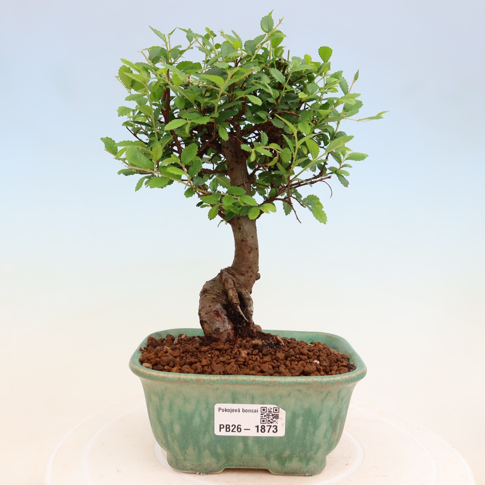 Pokojová bonsai - Ulmus parvifolia - Malolistý jilm