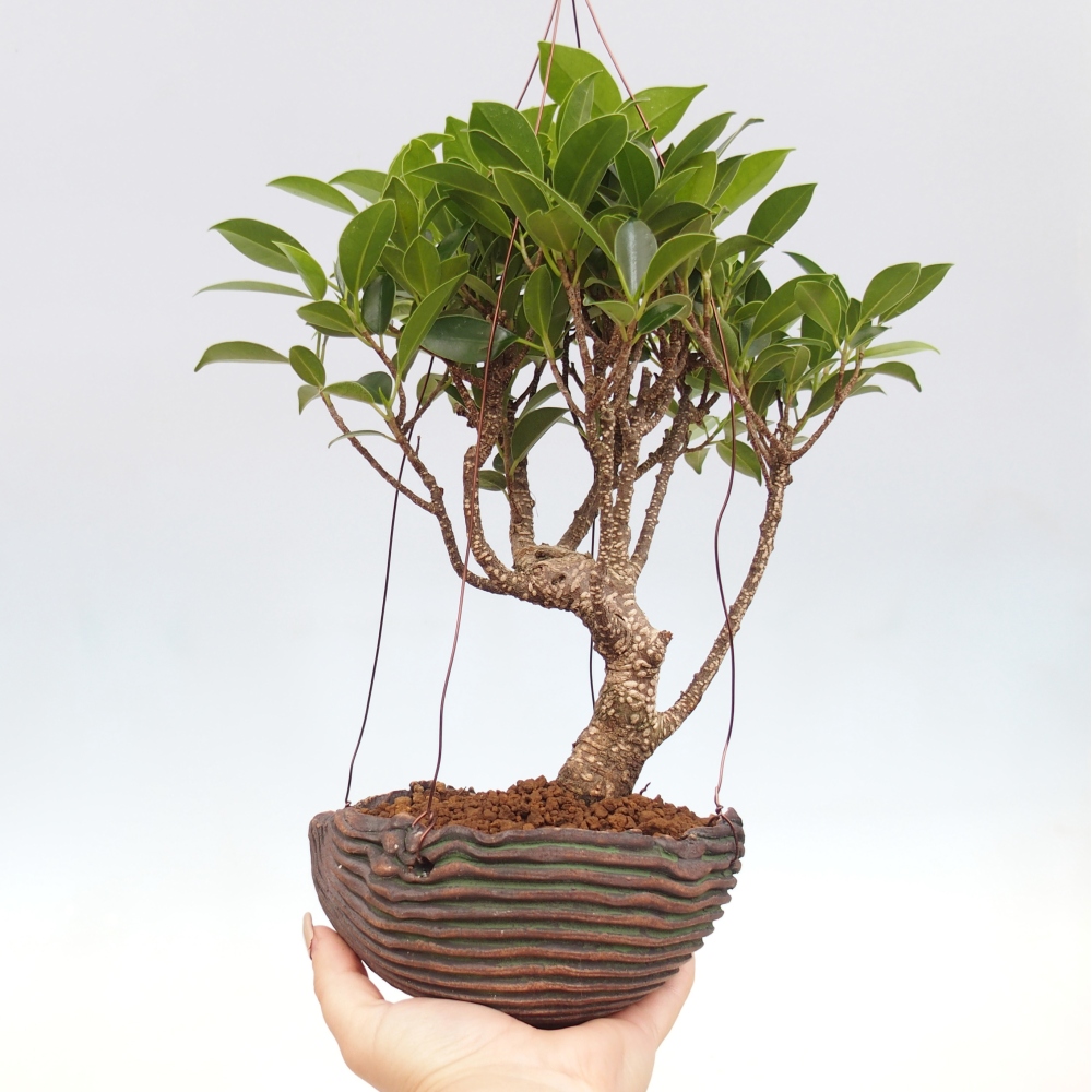Kokedama v keramice - malolistý ficus - Ficus kimmen