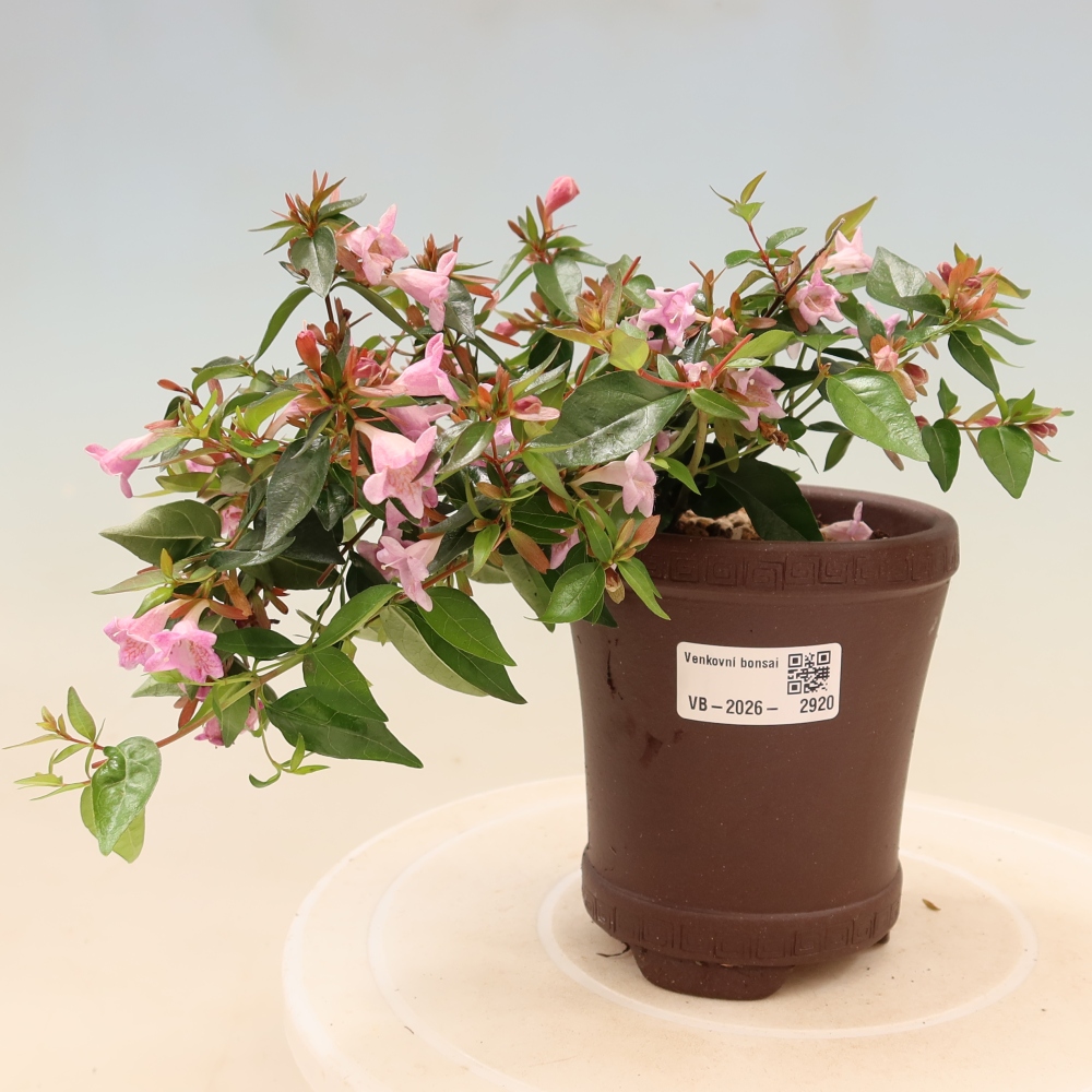 Venkovní bonsai - Abelia Edward Goucher - Abélie velkokvětá