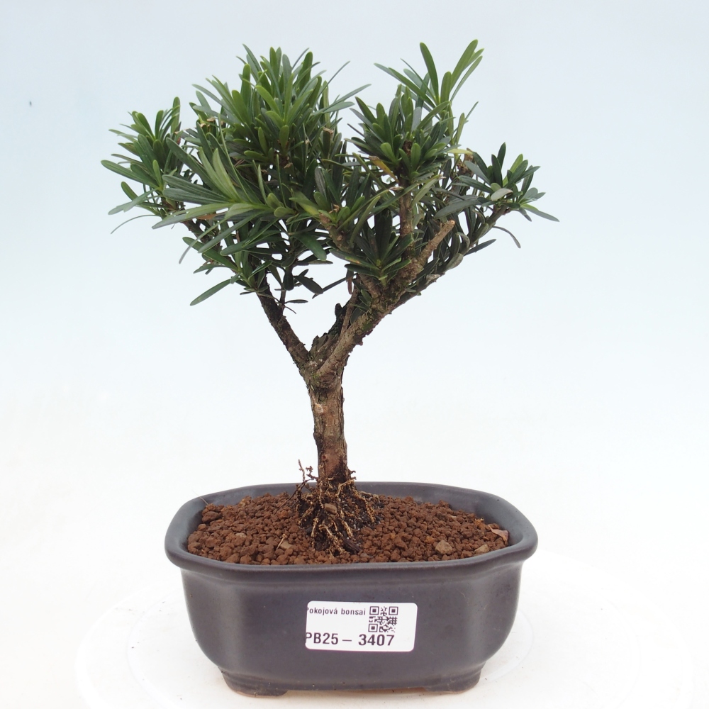 Pokojová bonsai - Carmona macrophylla - Čaj fuki