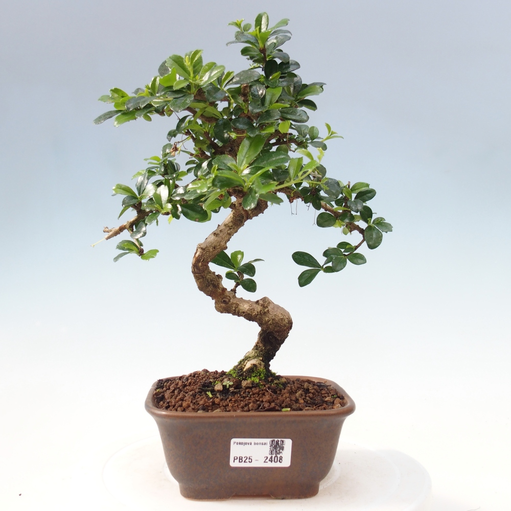 Pokojová bonsai - Carmona macrophylla - Čaj fuki