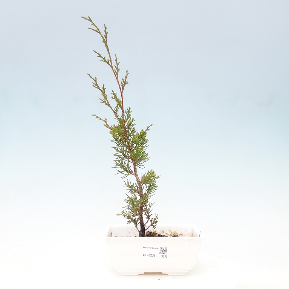Venkovní bonsai - Juniperus chinensis Itoigawa -Jalovec čínský