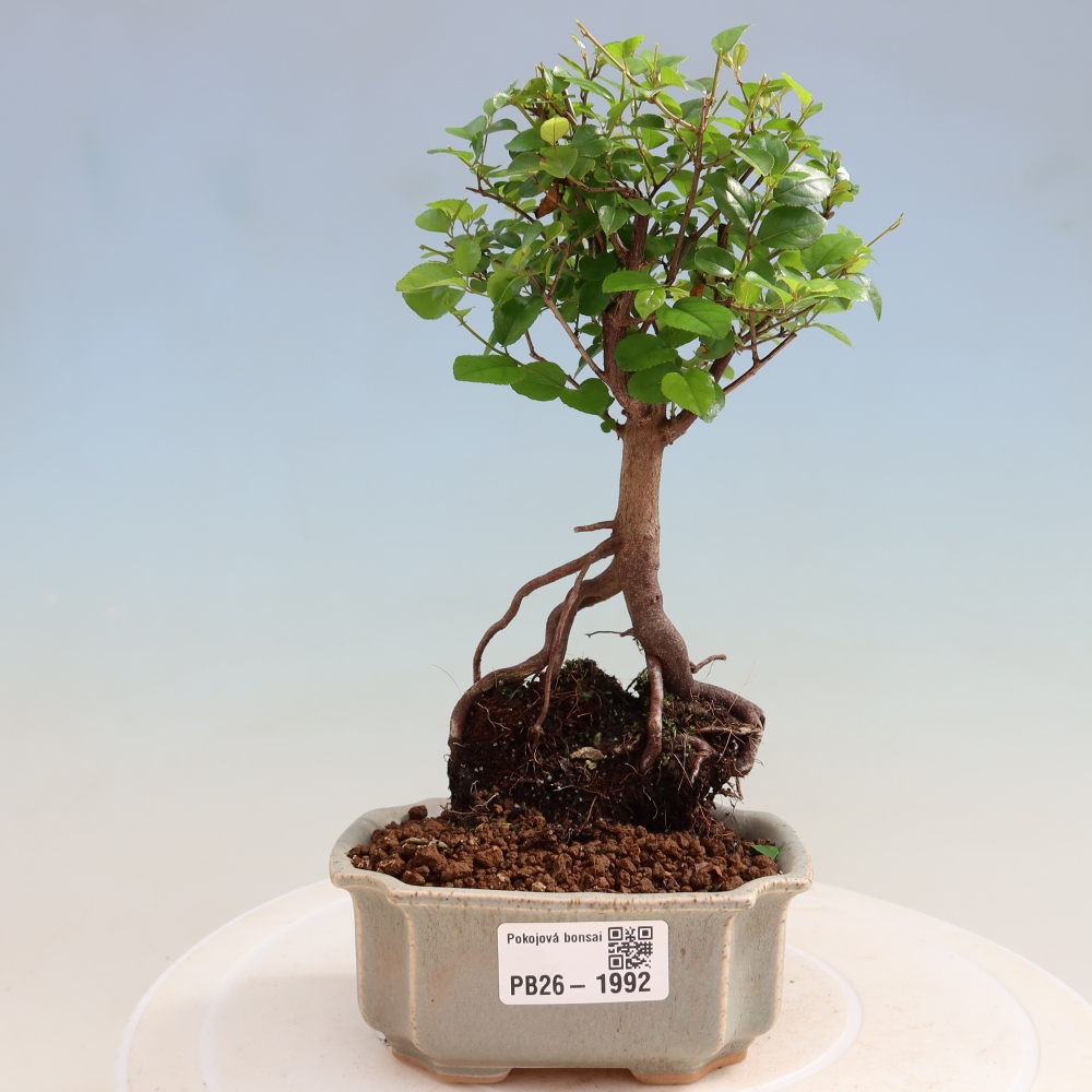 Pokojová bonsai - Sagerécie thea - Sagerécie thea