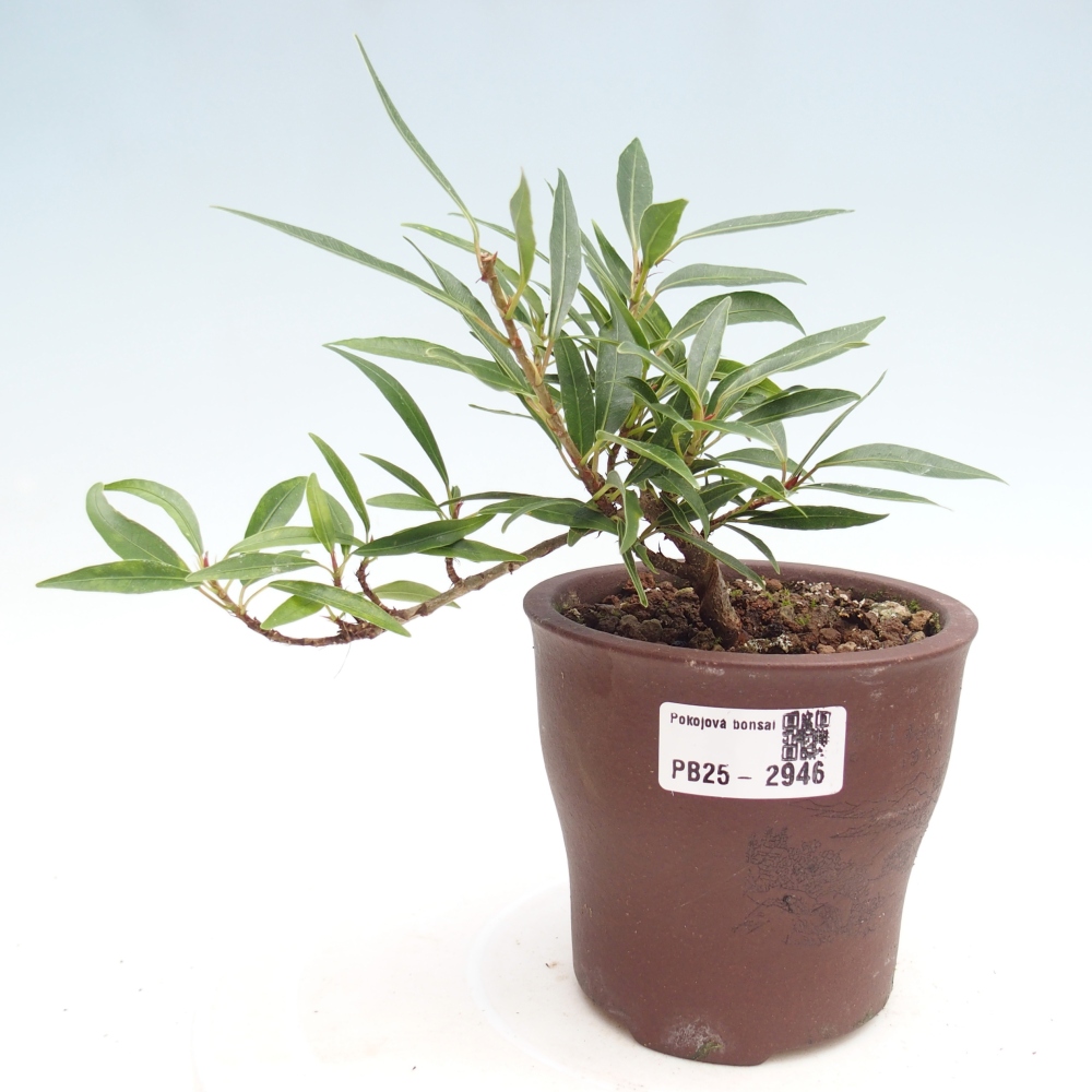 Pokojová bonsai - Ficus nerifolia -  malolistý fíkus