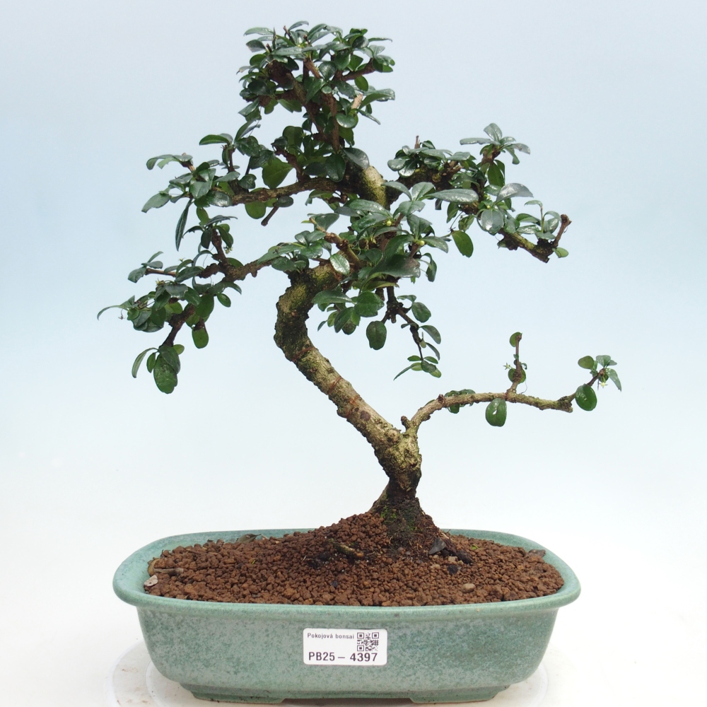 Pokojová bonsai - Carmona macrophylla - Čaj fuki