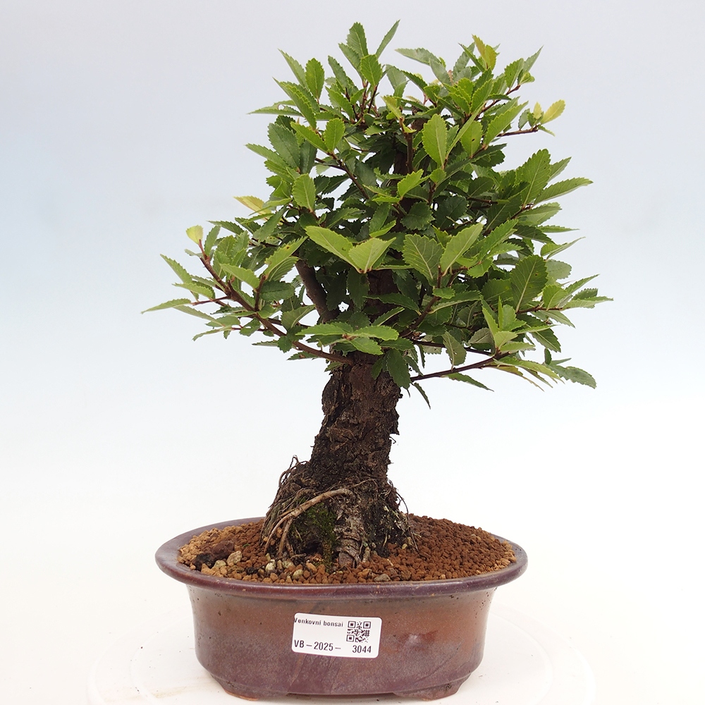 Venkovní bonsai - Zelkova - Zelkova NIRE